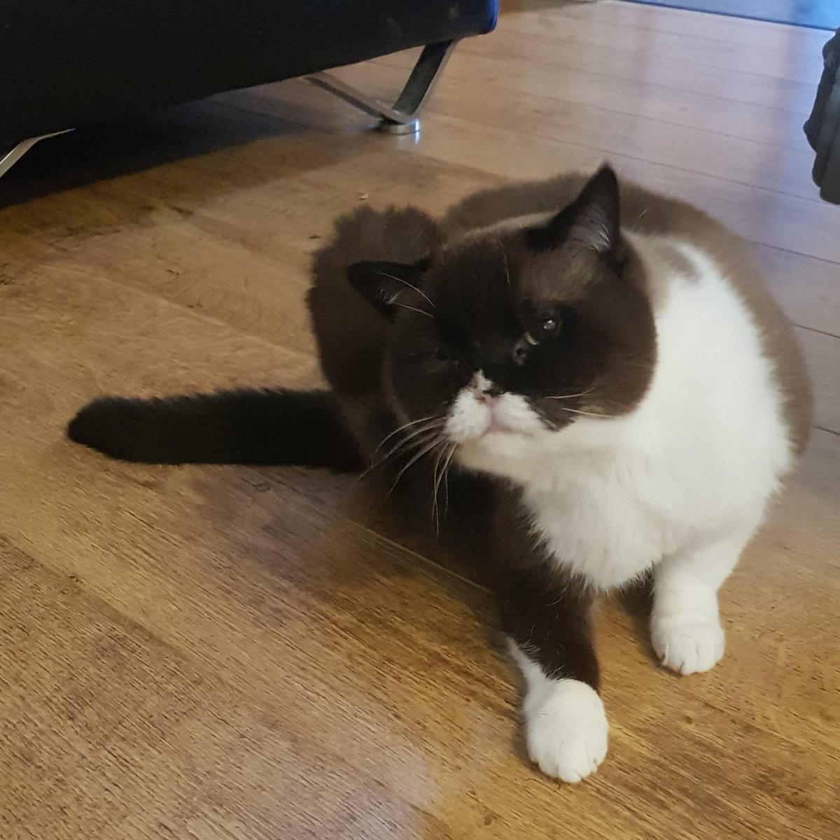 MsSukiCat's tweet photo. Happy Monday fellow fur-iends &amp; humans. 
Great to start the day with a good scratch. 

#CatsOfTwitter #CatsOnTwitter #cats #MondayMood #MondayMorning https://t.co/HYiwI3FdJF