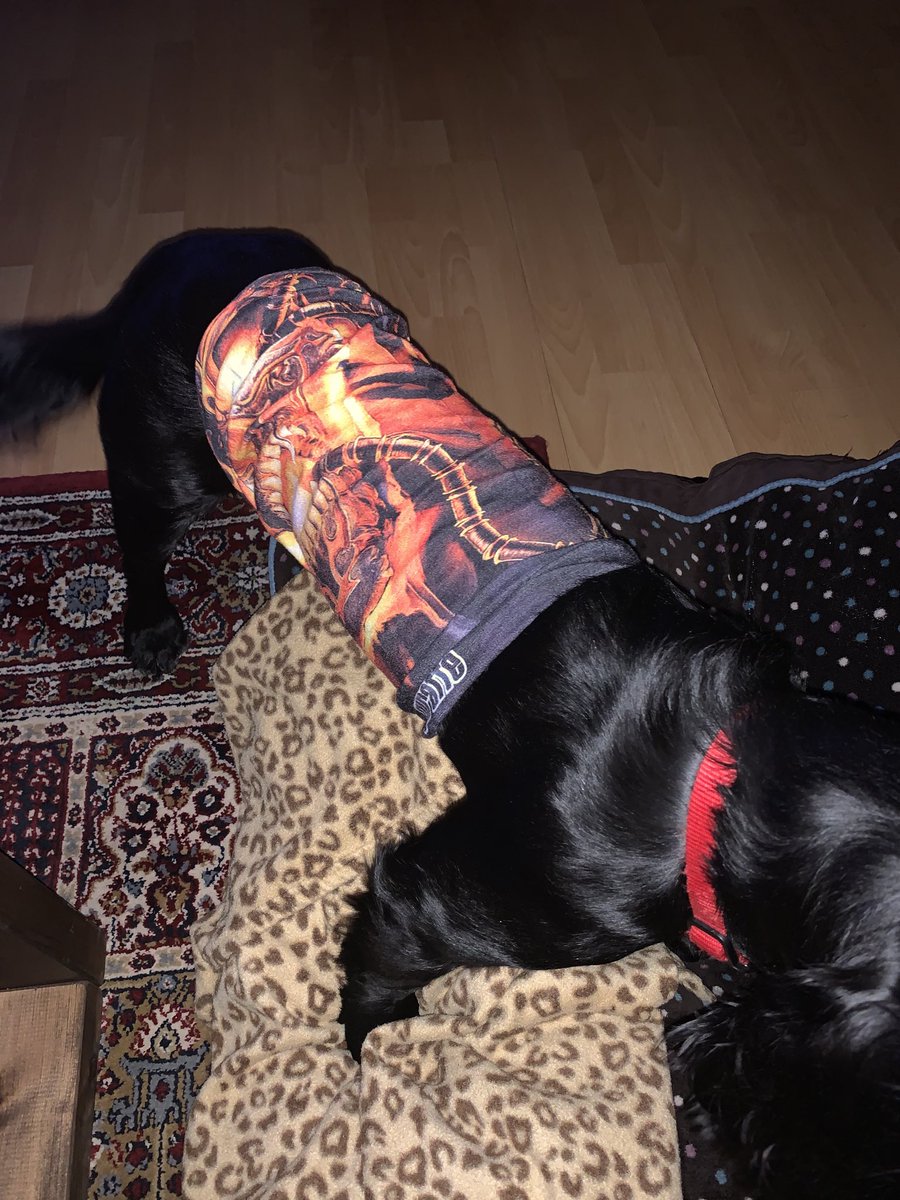 of_cocker's tweet image. Found a good use for the loads of biker buffs I own. Keeps his wound dry when he’s out and stops him picking at his stitches. Has to be better for him than the “collar of shame”.  #neckbuff