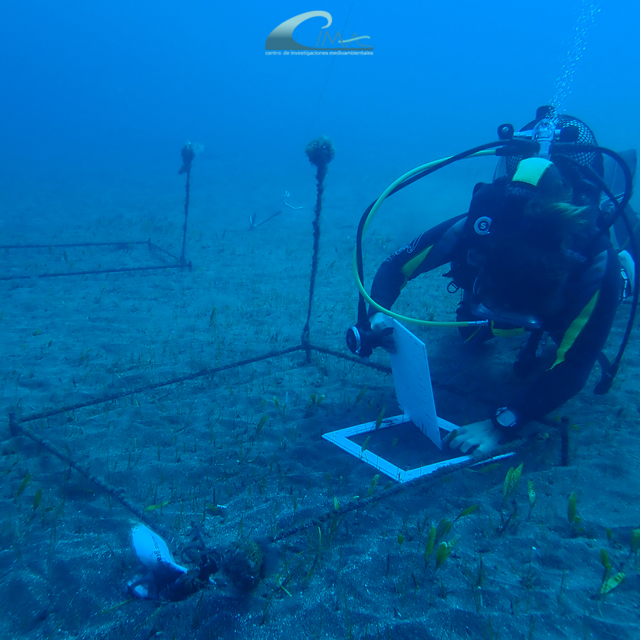 cima_sl's tweet photo. En 2020 seguimos con este precioso proyecto para estudiar la afección de la #cianobacteria #Lyngbya majuscula a los #sebadales de #Cymodocea nodosa en #Tenerife.
A lo largo de la semana te contaremos más sobre este estudio y su importancia. https://t.co/VcSDdqxfkR