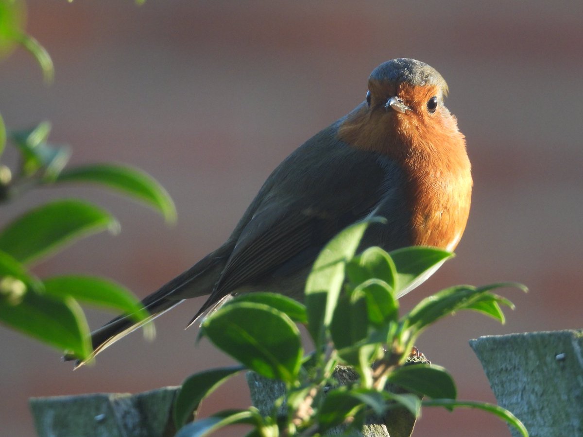 AlexOscarPet's tweet photo. Hope you all enjoyed taking part in RSPB Big Garden Birdwatch over the weekend and here's some great photos from one of our customers!  Remember, you can order great birdfeed and accessories from Oscars - check the range at https://t.co/Z5AassDYEN https://t.co/JZZlR08eia