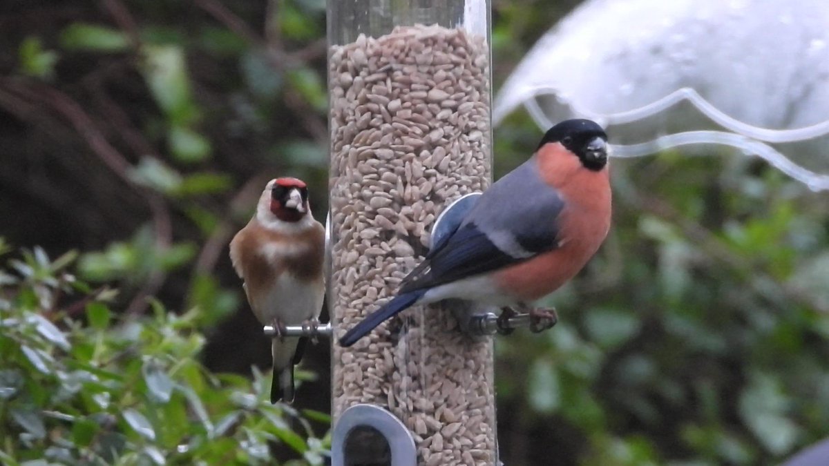 AlexOscarPet's tweet photo. Hope you all enjoyed taking part in RSPB Big Garden Birdwatch over the weekend and here's some great photos from one of our customers!  Remember, you can order great birdfeed and accessories from Oscars - check the range at https://t.co/Z5AassDYEN https://t.co/JZZlR08eia