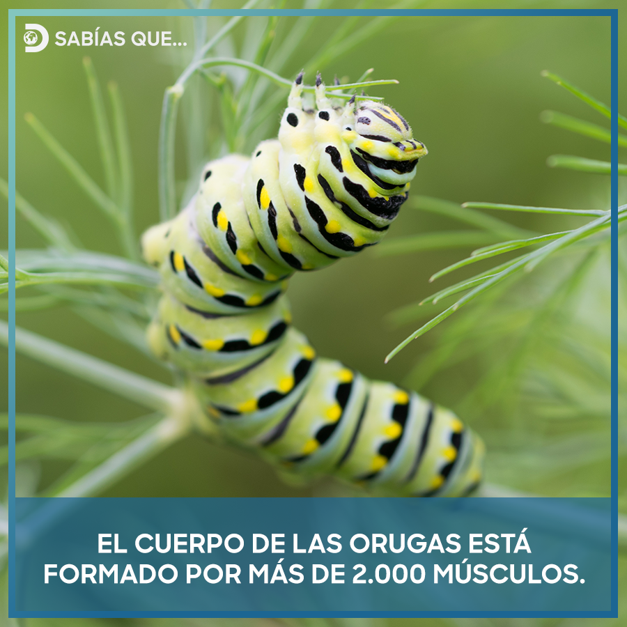 Pese a su reducido tamaño, tienen 6 veces más músculos que los humanos.