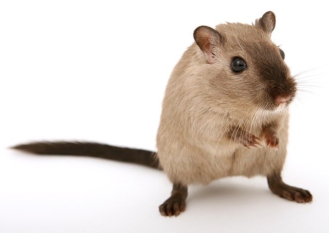 sara_safety's tweet photo. Sara's top tip: Mice tend to be more active at night. If you see one in the day near your food business call pest control! We don't usually see them in the day and this could indicate quite an infestation nearby.  https://t.co/BqmFzfZJkA https://t.co/opHbUS5wfm