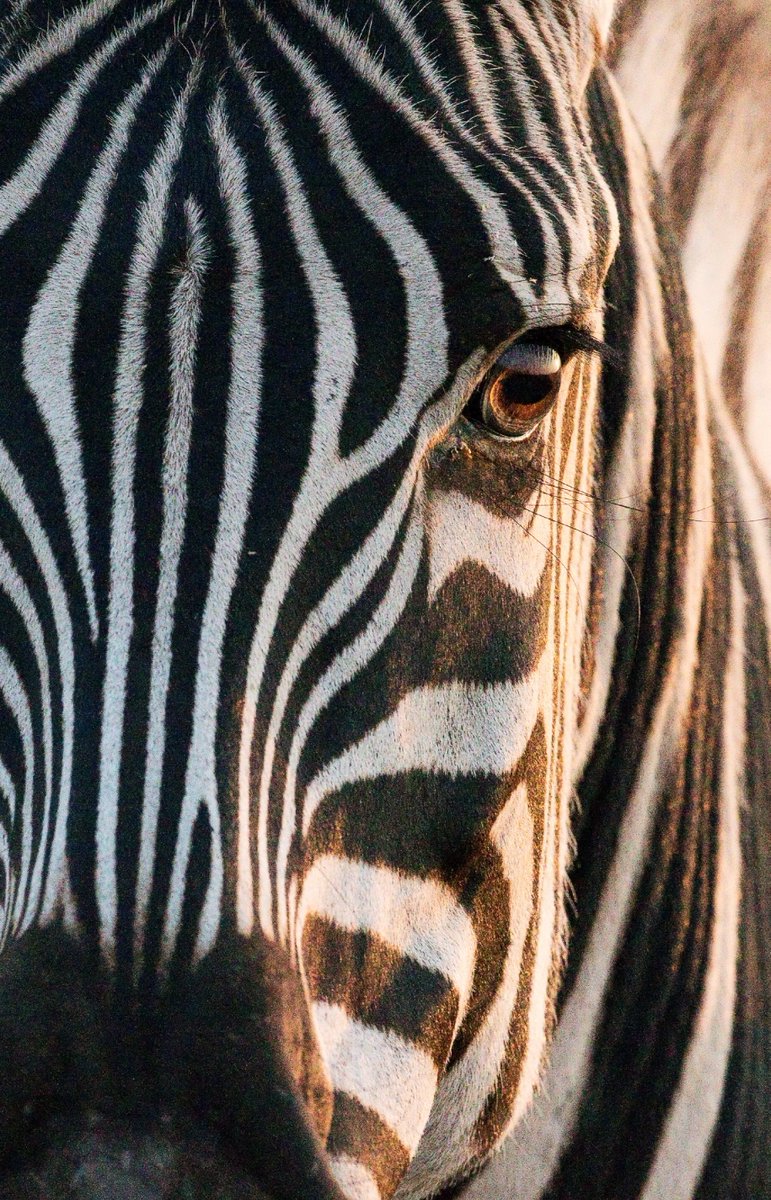 ¿Sabías que los patrones de las zebras pueden suponer una dificultad para los depredadores a la hora de distinguirlas individualmente en una manada? 🦓