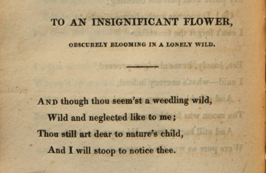 JohnClareSoc's tweet photo. "And though thou seem'st a weedling wild, / Wild and neglected like to me; / Thou still art dear to nature's child, / And I will stoop to notice thee". Today's #PoemsDescriptive2020 is Clare's 'To an Insignificant Flower, Obscurely Blooming in a Lonely Wild' π₯ https://t.co/MokELxJMn3