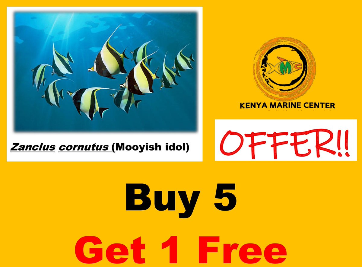 Enock90400704's tweet photo. February Offer
#kenyamarinecenter 
#wholesaleexport
fish@kenyamarinecenter.com
#marinelife #saltwaterfish #corals #redseafish #aquariumfish. #invertebrates https://t.co/4f5duLsOTK