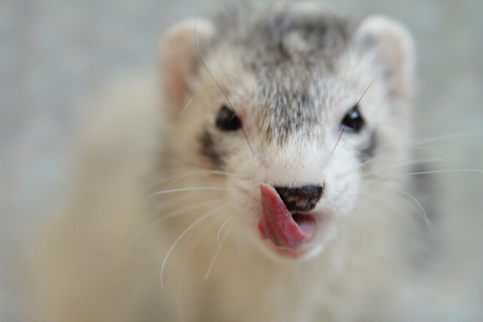 CalFerrets's tweet photo. Who has the treats?
___⁠
UCFA advocates for the decriminalization of domestic ferrets in California. ⁠
—— ⁠
#CaliforniaFerrets #ferretfreedom #ferrets https://t.co/FkV4xYH51T