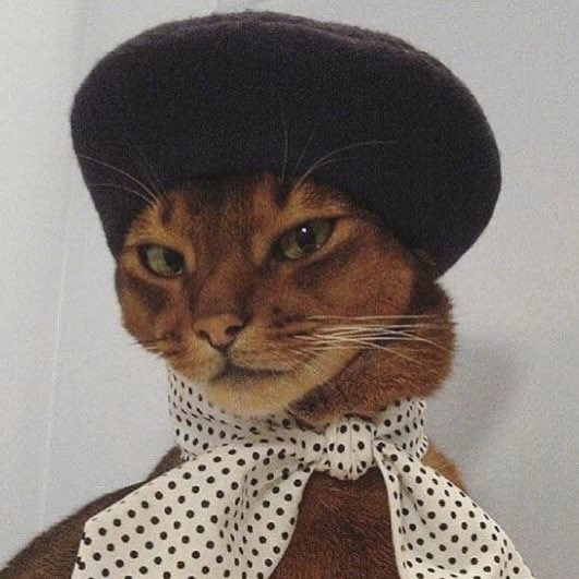 fuck it imfact as cats: a thread #imfact  #jeup  #jian  #leesang  #ungjae  #taeho  @IMFACTofficial  @imfact_twt