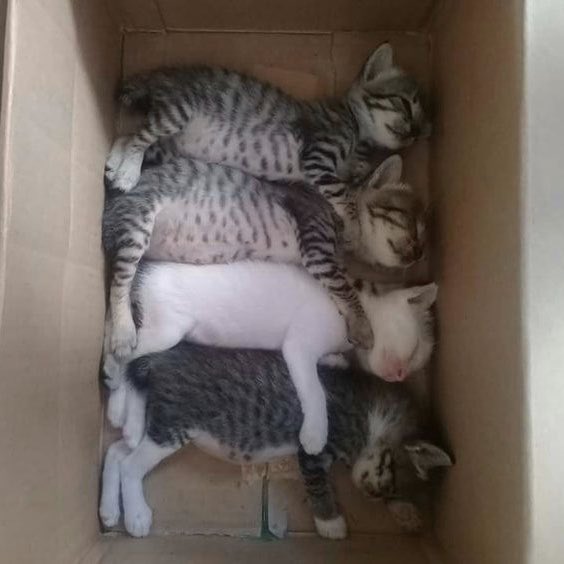 fuck it imfact as cats: a thread #imfact  #jeup  #jian  #leesang  #ungjae  #taeho  @IMFACTofficial  @imfact_twt