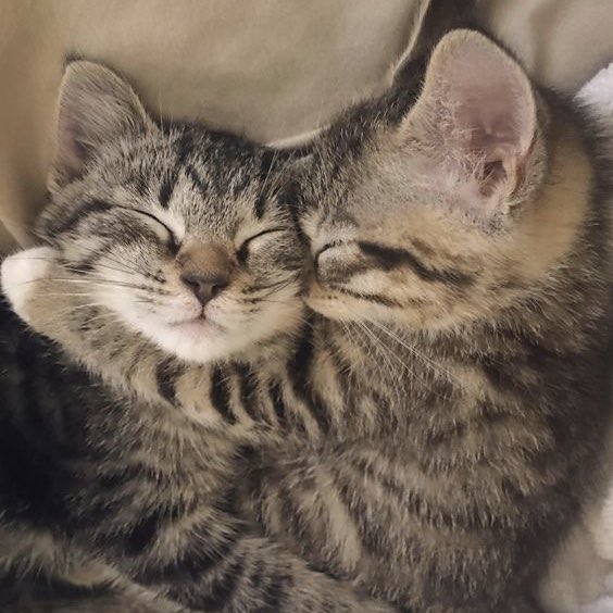 fuck it imfact as cats: a thread #imfact  #jeup  #jian  #leesang  #ungjae  #taeho  @IMFACTofficial  @imfact_twt