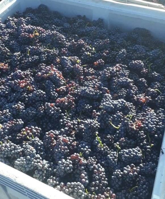 GrupoPenaflor's tweet photo. 🍇VENDIMIA 2020🍇
A pesar de las lluvias que se dieron estos días, Cafayate avanza a paso firme con la cosecha.
Hoy estamos trabajando en Finca La Maravilla para obtener este Pinot Noir. ¡Salud! https://t.co/4IRNjxF1aU