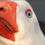 「ガチョウとアヒルって見た目同じじゃんw」この画像を見たら間違いなく撤回します
