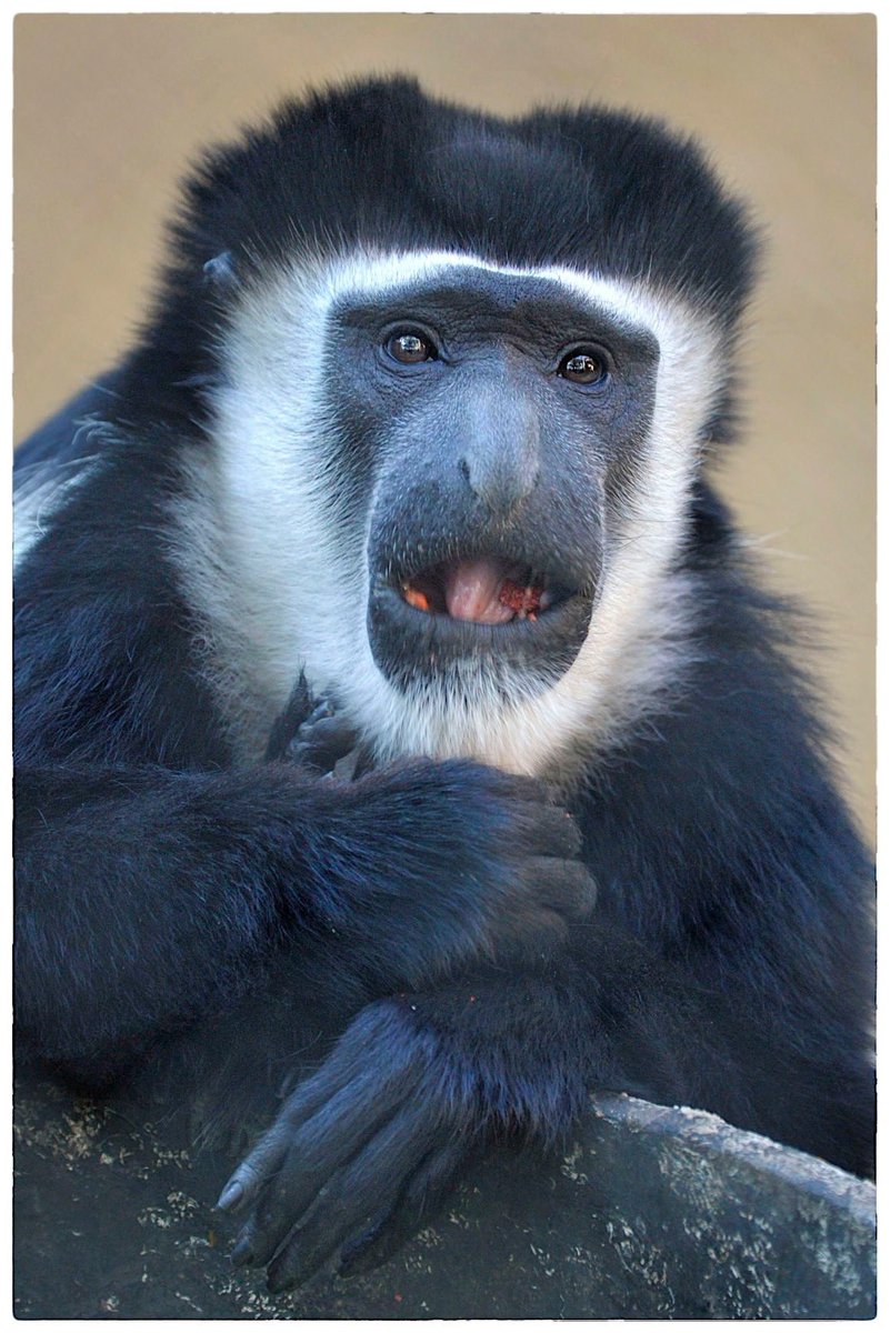 AuboisVeronique's tweet photo. #MondayMonkey
#KikuyuColobus #Monkey @LAZoo
The name #Colobus means "mutilated one" referring to their lack of thumbs. Colobus are great leapers often taking dives of 20-30 feet through the canopy and the lack of thumbs gives their hands a "hook-like" shape.
ยฉVรฉronique AUBOIS - https://t.co/rEjqshv16p