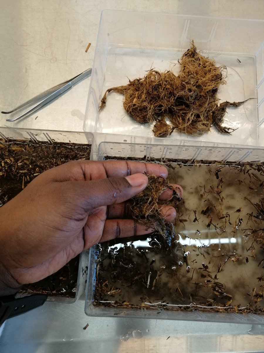 PlantTeams's tweet photo. Collaboration is an important part of working on a #H2020 research project. In our latest blog @jalbin10 talks about his collaborative mission to visit @lars_kiaer @uni_copenhagen and measure below-ground benefits of #plantteams https://t.co/6wJus5txtY https://t.co/ybrZhTUpMF