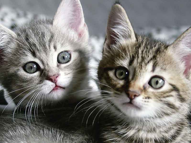 Elke___Wagner's tweet photo. #Anifit #Tierisch #Gesund
#Artgerecht #füttern ohne chemische Zusätze #hoher #Fleischanteil für #Hunde &amp; #Katzen https://t.co/vjmtNrYFO2