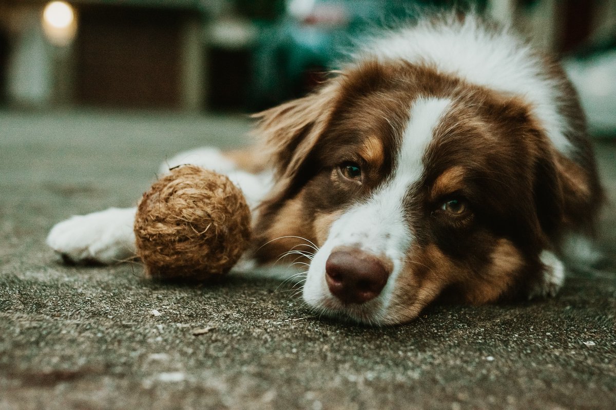 CocoChewLLC's tweet photo. Can we play just one more game of fetch?? 🐕 🥥🌴 ♻️
#CocoChew #brushnaturally #coconutdogtoys #dogtoys #dogs #DogsofTwittter #Mondaymood #mondaythoughts https://t.co/TTVRXiiLgi