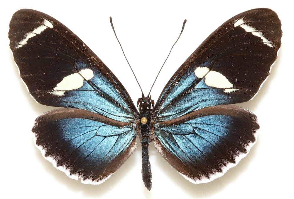 Butterfly wings aren’t just for looks! They’re covered in tiny interlocking structures that act much like roof shingles, keeping #butterflies cool in extreme climates. Study by <a href="/AndyBugGuy/">Andrew Warren</a>, @AdrianaBriscoe and others.
Story: floridamuseum.ufl.edu/science/butter…