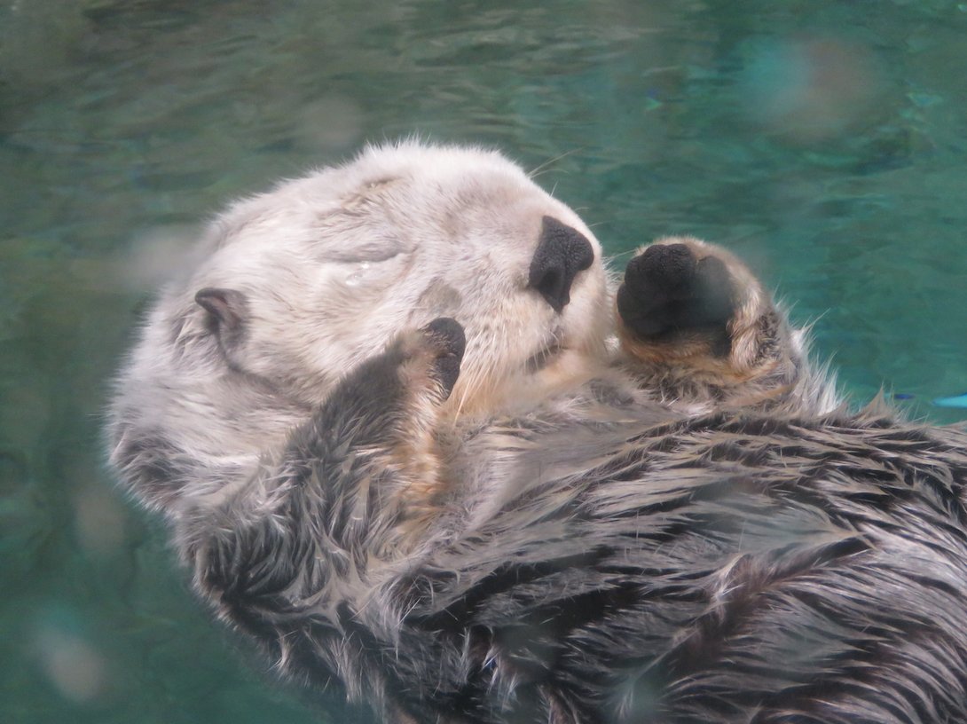 あれ マリンワールド海の中道のラッコ ラッコ マリンワールド海の中道 Animal Cute 可愛い 動物