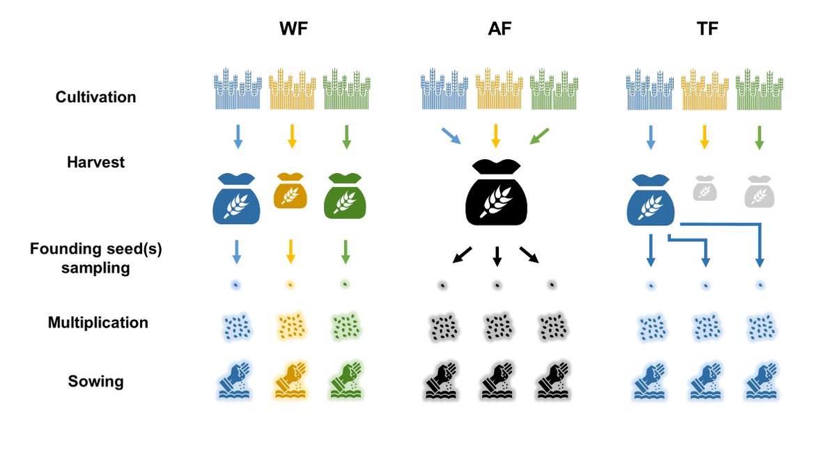INRAE_OC_MPL's tweet image. CP "Des plantes coopératives pour un meilleur rendement des cultures" bit.ly/2RjCbFn 
Des chercheurs @INRAE_France @Supagro @CNRS @IsiteMUSE @INEE_CNRS #AGAP #CEFE @isemevol ont développé un modèle de sélection de plantes basé sur la coopération dx.doi.org/10.1098/rspb.2…