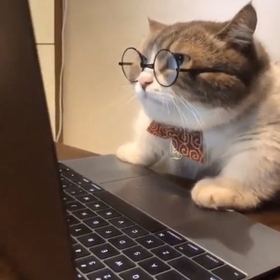 fuck it imfact as cats: a thread #imfact  #jeup  #jian  #leesang  #ungjae  #taeho  @IMFACTofficial  @imfact_twt