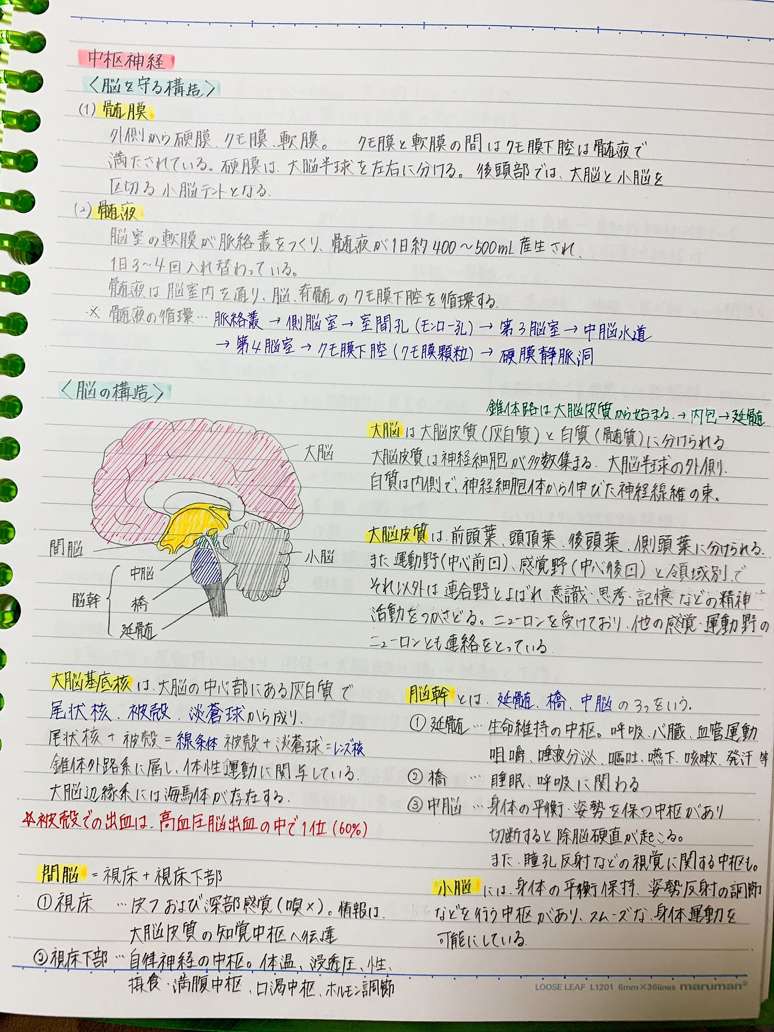 看護【国試対策ノート】【基礎】+【病態】A4サイズ余白少なめ！勉強・暗記に大活躍 看護【国試対策ノート】【病態】A4サイズ余白あり！！勉強・暗記
