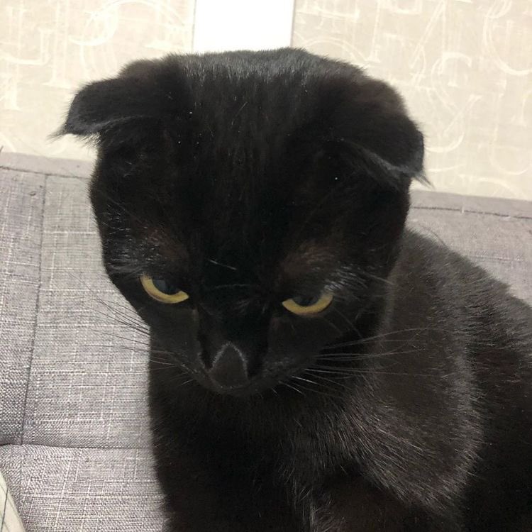 fuck it imfact as cats: a thread #imfact  #jeup  #jian  #leesang  #ungjae  #taeho  @IMFACTofficial  @imfact_twt