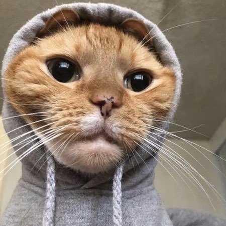 fuck it imfact as cats: a thread #imfact  #jeup  #jian  #leesang  #ungjae  #taeho  @IMFACTofficial  @imfact_twt