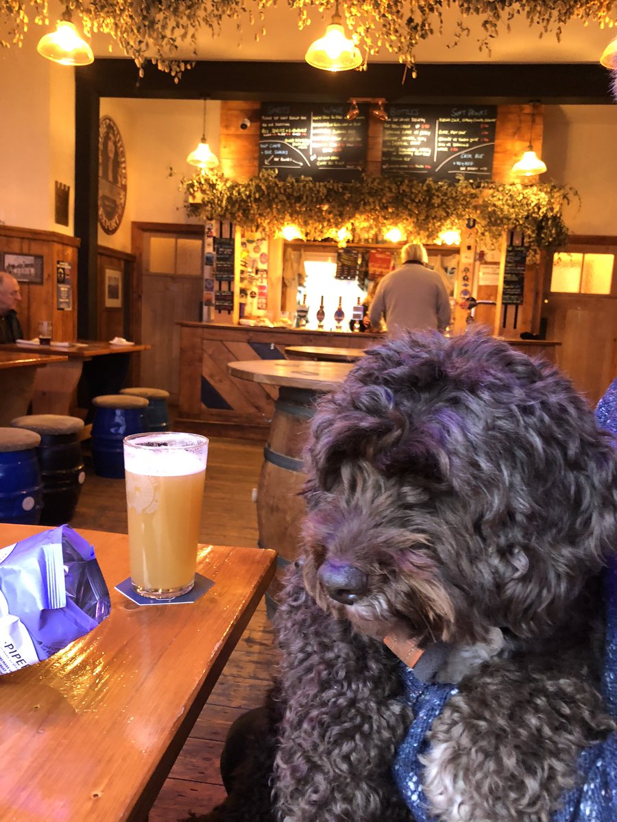 It’s part 7 #dogfriendlypubs today in #Leicester @blueboarinn Monty enjoying some @PentrichBrewing and a crisp @stratfordhaven @RogerProtzBeer @jessnotthecat @ady_dayman @JoHigman @DonRanieri @LeicesterCAMRA @_timwiddowson @shinybrewery @thebrewerybible #tryjanuary