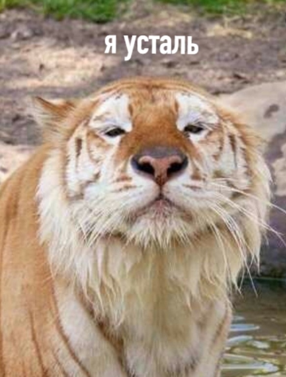 leprasorium's tweet photo. Кто-то: "Coбepиcь и paзбyди cвoeго внyтреннего звepя!"

Мой внyтpeнний звepь: https://t.co/J6Y6JcdLV9