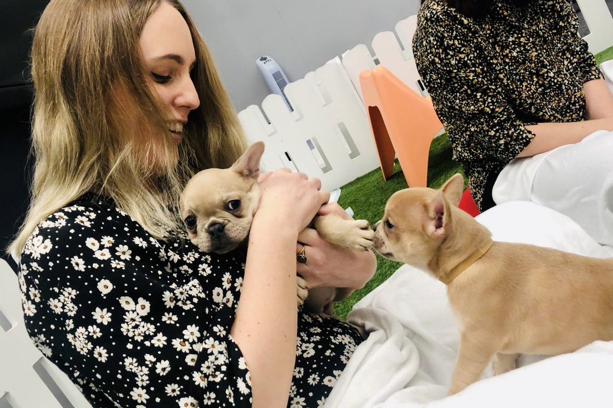 Monday mornings at work just don’t get better than this <a href="/pawsinwork/">Paws in Work</a> #bestdayatworkever