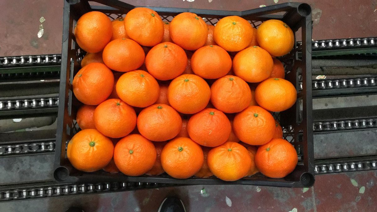 AkpaTurkey's tweet photo. Order now!
Fresh crop of Mandora Mandarins from Cyprus. MOQ – 1 truck / 1 container. If you are interested - contact us for a quotation. We will give you the best price according to your requirements.
#akas #akpa #turkishcitrus #mandora https://t.co/RX71RdUFHo