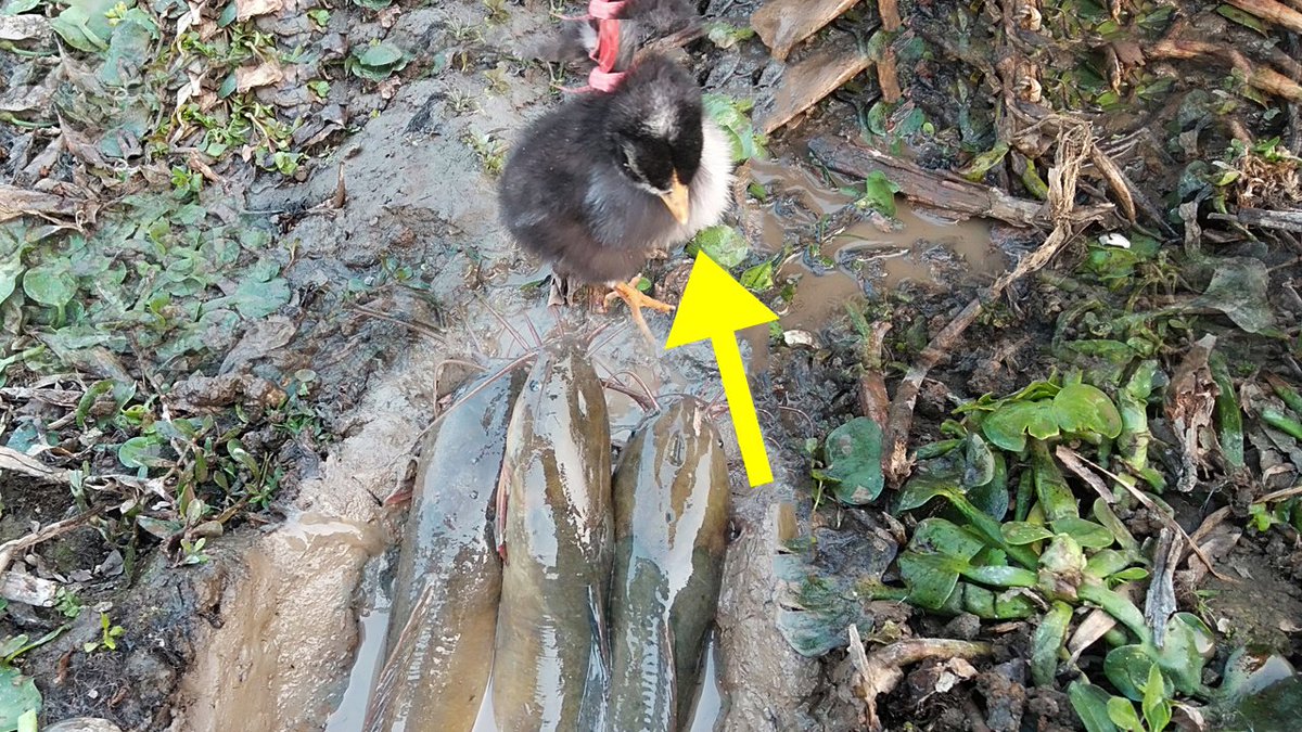 Iamfishlover's tweet photo. #fishing #fish #fishinglife #Beyhadh2 #China #Vine #Iroha #GiveawayAkhirBulan #catchandrelease #bassfishing #nature #Catfish #Catfishing #CatfishVideo #FishingVideo #Taeyong #AmazingFishingVideo

Amazing fish video: https://t.co/rErRxVHTox https://t.co/zJ7mqegq0W