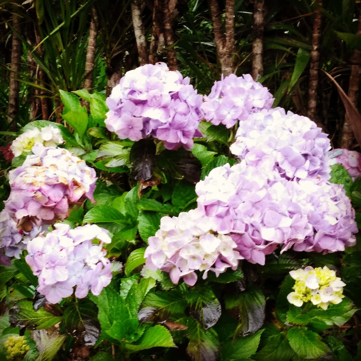 indirahkiaga's tweet photo. Came across these magnificent #hydrangeas growing profusely at the foot of #MtWilhelm at Camp Jehovah Jireh #campjj #gembogl #simbu https://t.co/QD7rdaoXUD