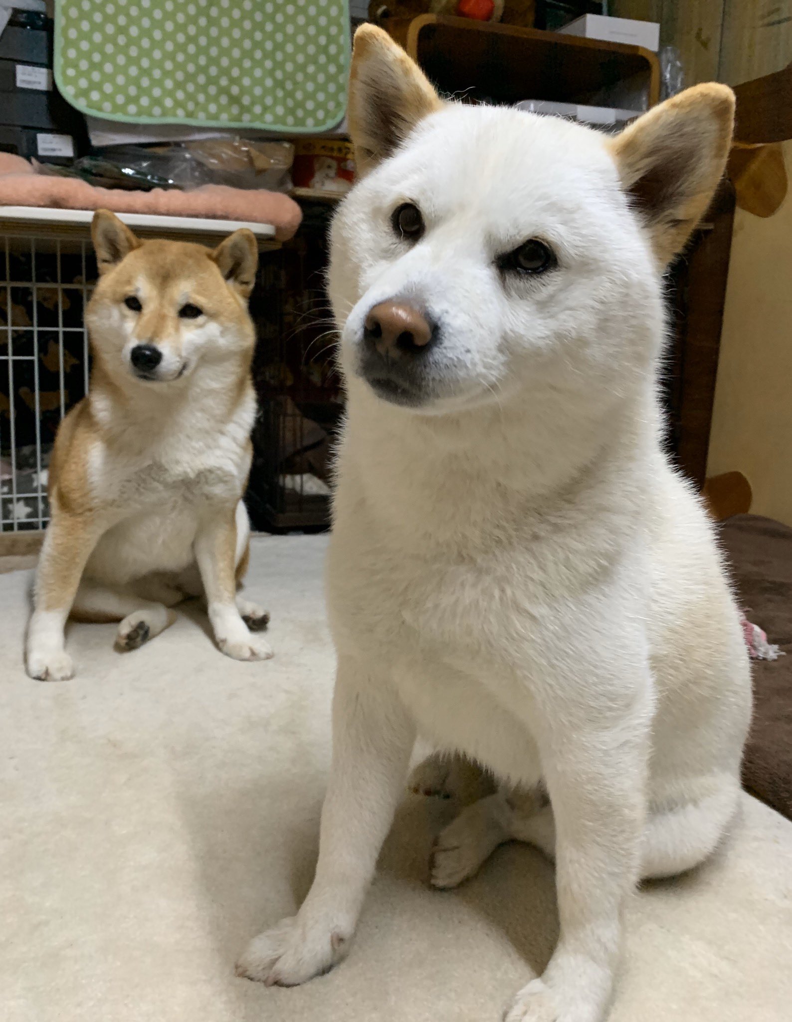柴犬みかんと白柴q太郎と佐藤さん この座り方 スキ おねぇ座りの肉厚旦那q太郎ちゃんと 男らしいガテン系座りの嫁みかんさん T Co Di2czlrvaq Twitter 柴犬みかんと白柴q太郎と佐藤さん この座り方 スキ おねぇ座りの肉厚旦那q太郎ちゃんと 男らしいガテン系座りの嫁みかんさん T Co Di2czlrvaq Twitter