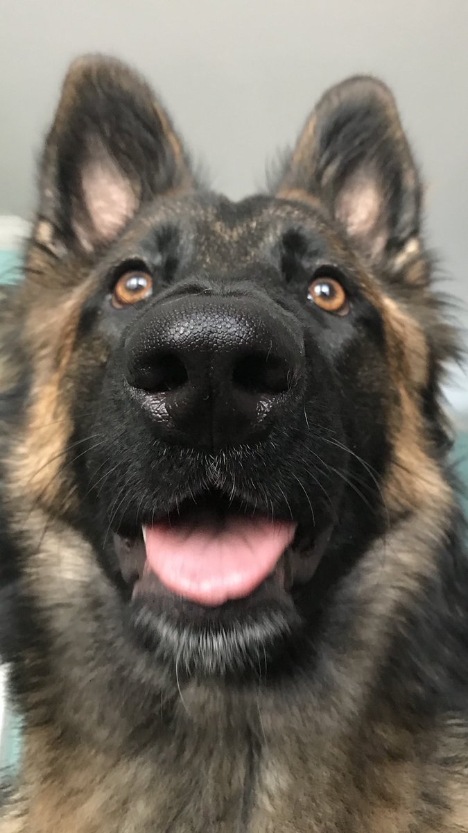 NicNic711's tweet photo. Boop!! #BensonLab #bbSummer #GSDxMali #BensonBoy #SummerGirl #MetPolPup #DogsofTwittter https://t.co/achEa8Ivap