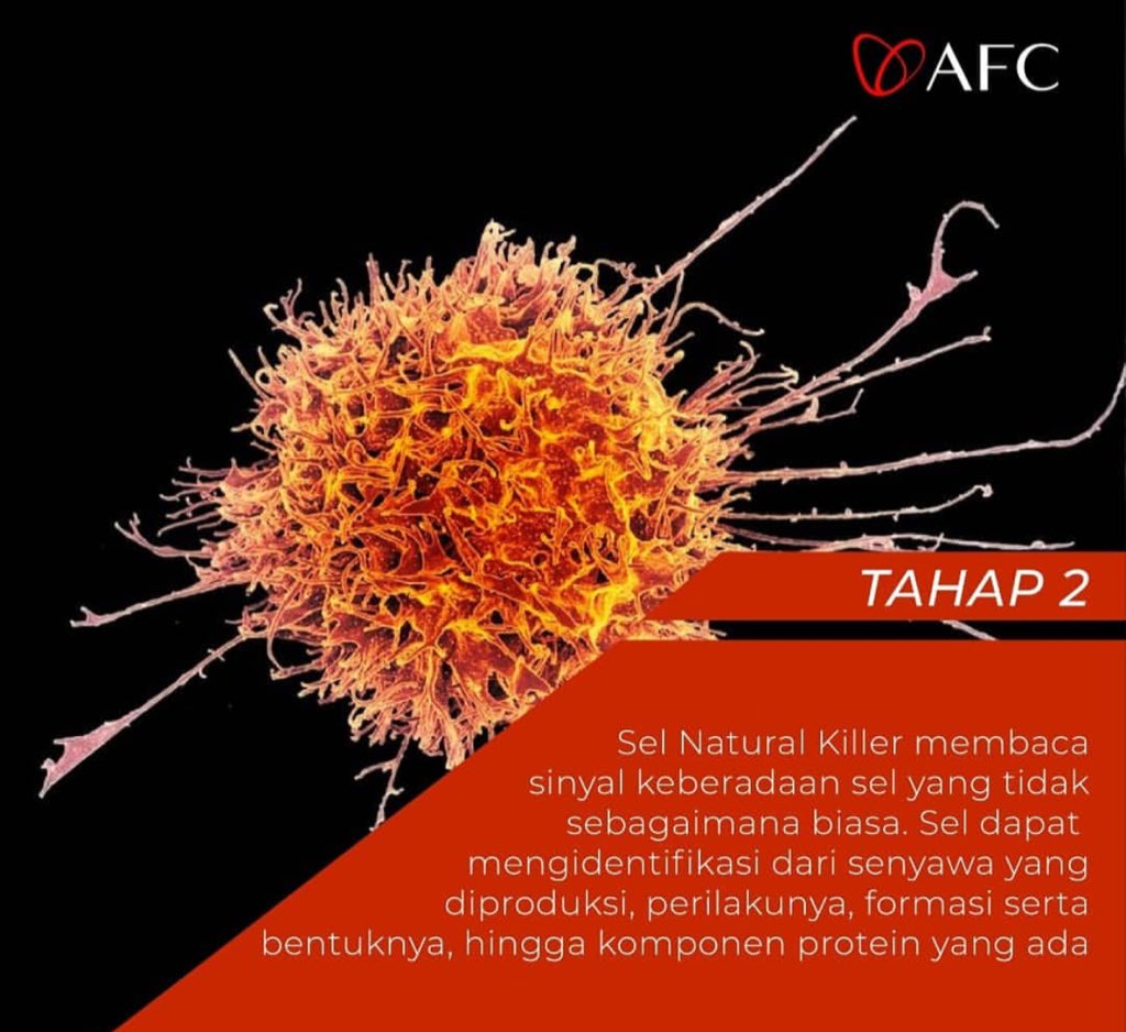 LifeScienceAfc's tweet photo. Bagaimana #NKsel Bekerja pada tubuh manusia #Utsukushhii dan #SOP100 mampu menjaga sistem kekebalan tubuh kita https://t.co/10w8lQw8YY