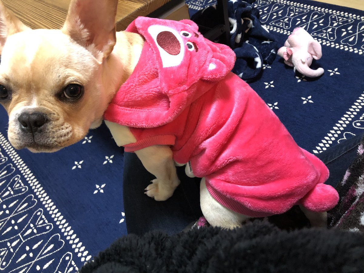 フレブル くぅ Coo 寒がりちゃんに新ユニフォーム Coo くぅ フレンチブルドッグ Frenchbulldog 犬のいる暮らし 犬服 Pooh ロッツォ
