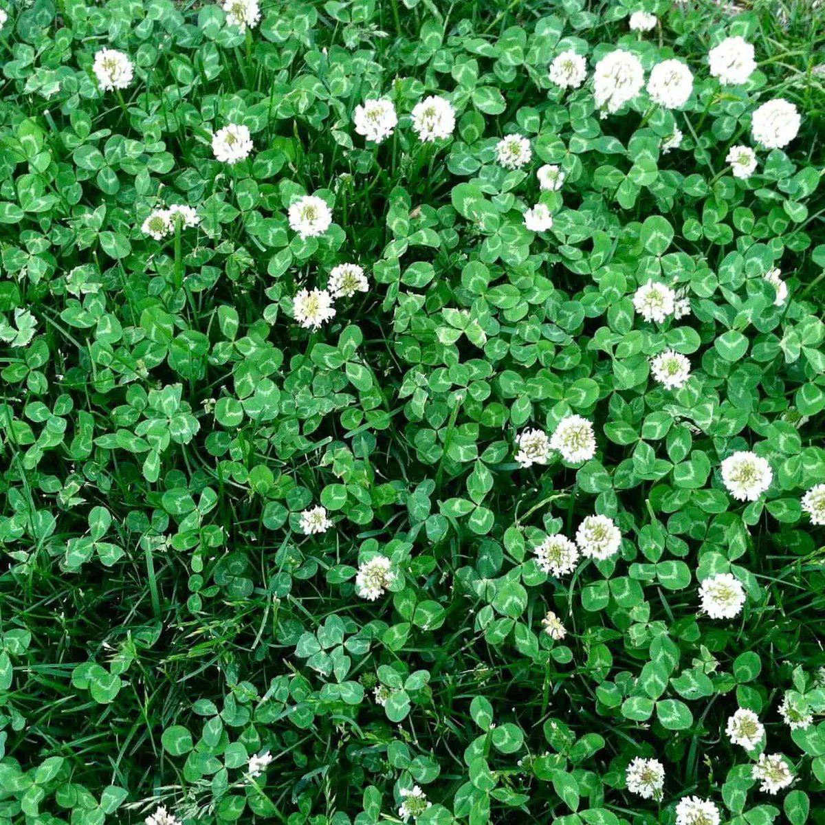 LiveEnhance's tweet photo. Good Luck Plants You Should Add to Your Home 🤩 😇
.
.
Visit https://t.co/lmfODNGkjw for more Plants
.
.
#thearchitecturedesigns
#plants #homedecoration #goodluckplants #plantsforhome https://t.co/pcUteZQ4VR