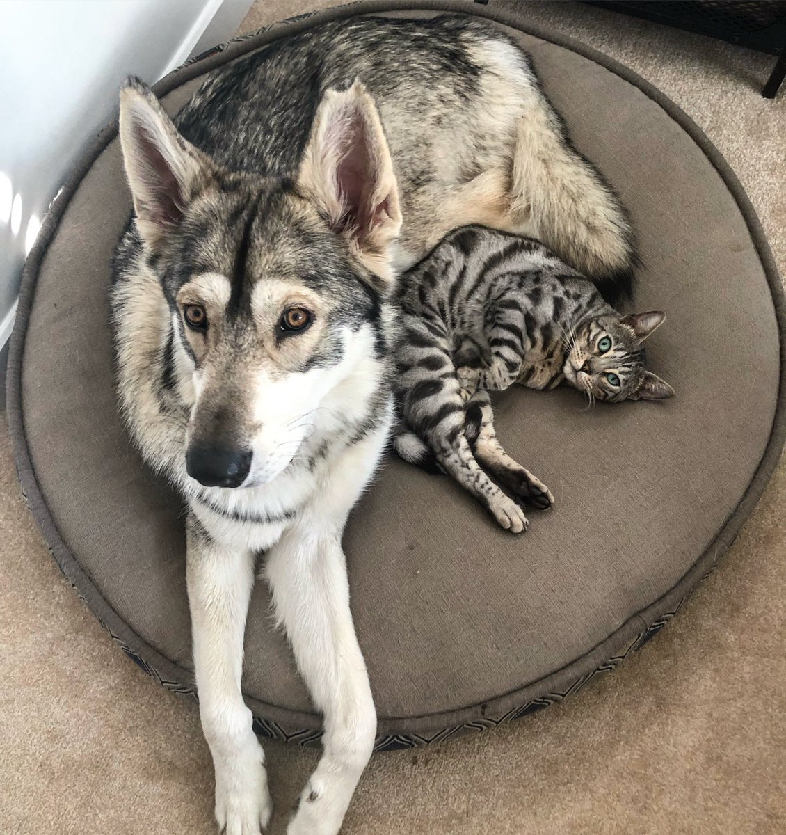 The kids 🐺🐈... just because there’s not enough pet spam this morning 😂.

@adventuresofmacpan 

#Mac #Pan #besties #brotherfromanothermother #northerninuit #silverbengal #puppy #pussy #imeancat #🤦🏻‍♂️ #boom💥