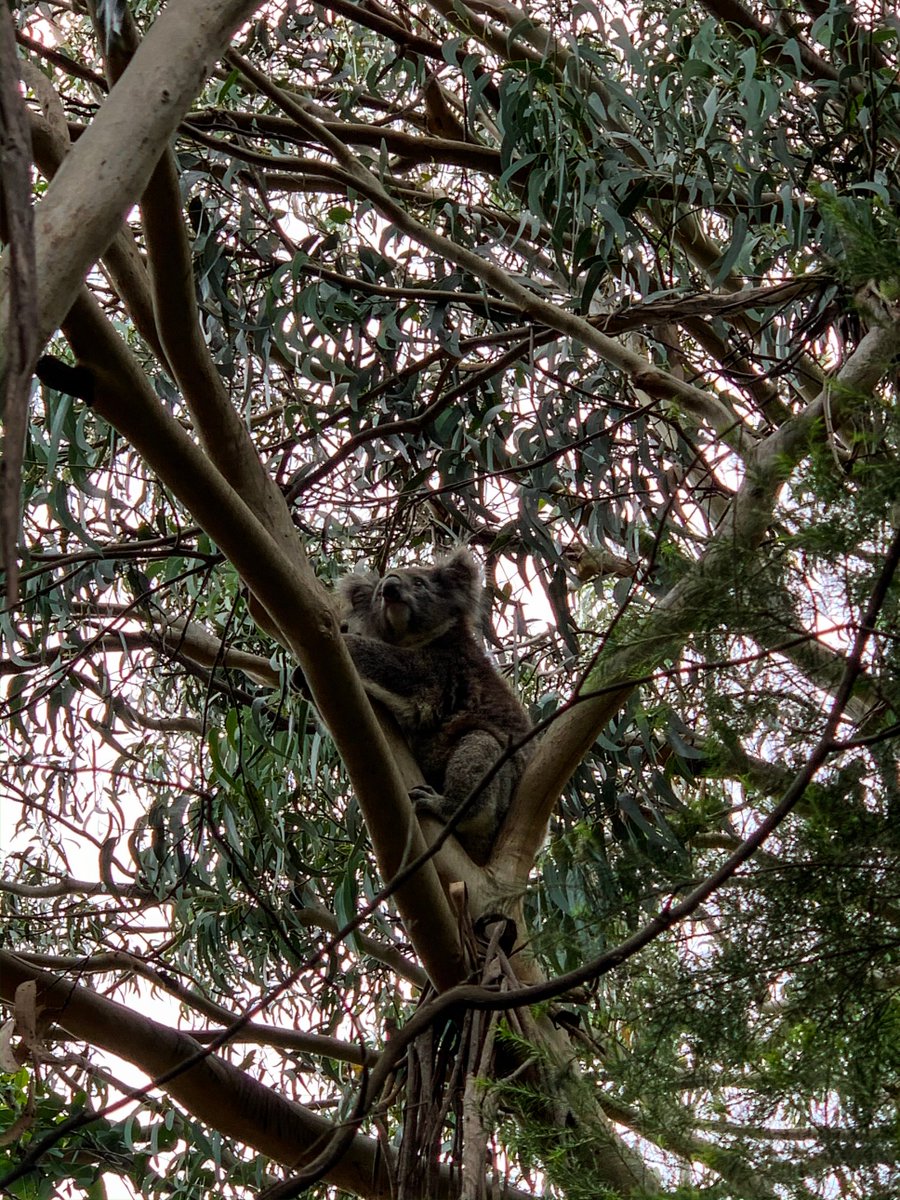 Rebecca Goetz tweet media