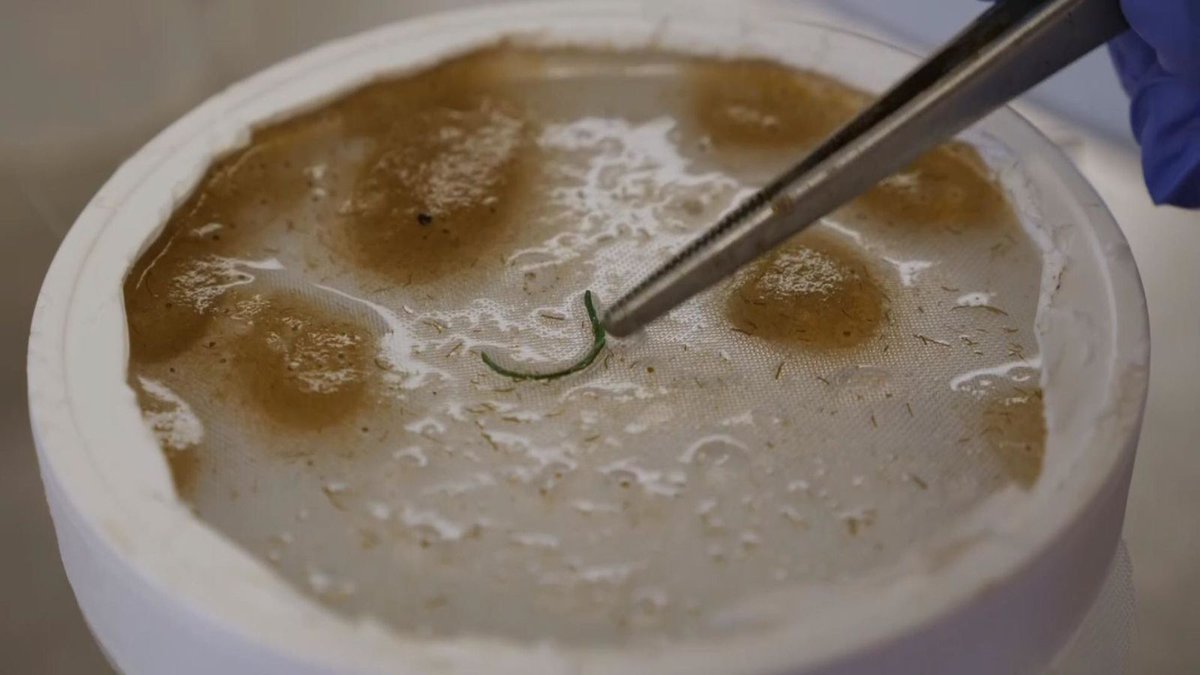 The amount of #plastic is putting life in the #Antarctic under even more stress.
Source: news.sky.com/story/plastic-…