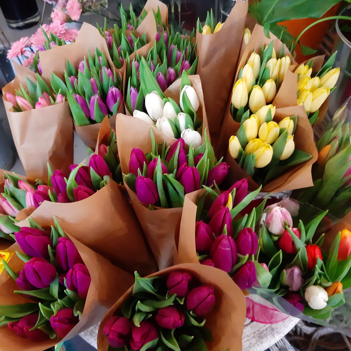 Tulips from Amsterdam 😀