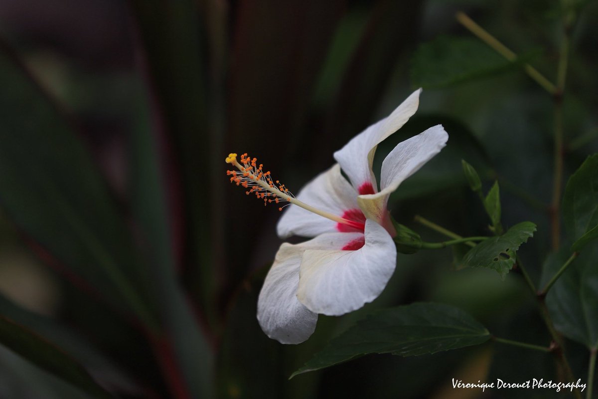 vederouet's tweet photo. 🇭🇰 Hibiscus
Hong Kong Botanic Garden
©Véronique Derouet December, 2019
#hongkong #hongkongbotanicgarden #flower #flora #flowers #hibiscus #asia #fareast #extremeorient
@ThePhotoHour https://t.co/6GlW4OBxK4