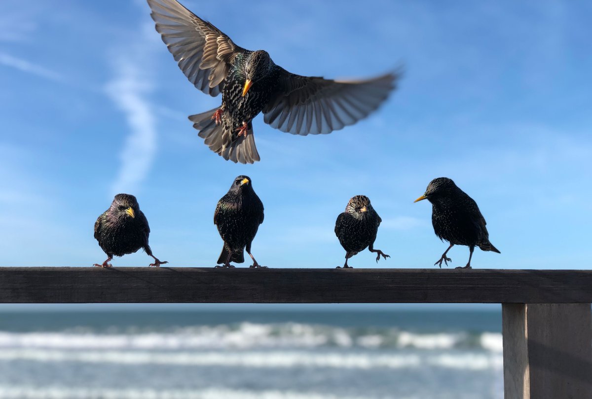 teigntrees's tweet photo. How's your #BigGardenBirdWatch going? Today is the last day. Head over to @Natures_Voice to find out more #teigntrees #RSPB #MondayMotivation #birdwatching https://t.co/mpmI3fwX5b