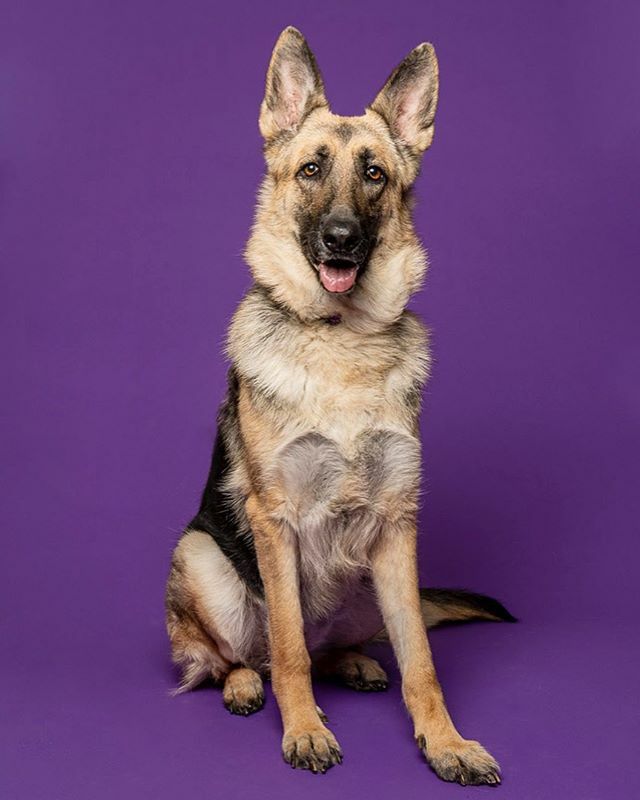MichaelBagley's tweet photo. If you like German Shepherds you will LOVE Kaia. She is a stunning six year old girl and, like all German Shepherds, is smart, loyal and fun. Kaia is currently in a great foster home with @ancanimalrescue , but she’s craving her forever home. She will do… https://t.co/KKnf4PlqRF https://t.co/myNgYRATMp