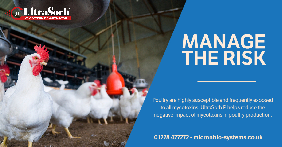 Feed_Additives's tweet photo. Manage the risk. Reduce the impact of mycotoxins in poultry. #mycotoxins #MycoCheck https://t.co/3Ak2MDVPl2
