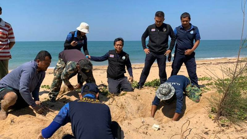 SEAFARERDIVERS's tweet photo. THAILAND (Phang-Nga - Environment) - TURTLE TRACKS FOUND, BUT NO TURTLE NEST ON KOH PHRA THONG
PHUKET: Marine experts and volunteers have failed to find a turtle nest on Koh Phra Thong after turtle tracks were found on a beach.
https://t.co/2dojpW7s7v https://t.co/UhNDSnN3XL