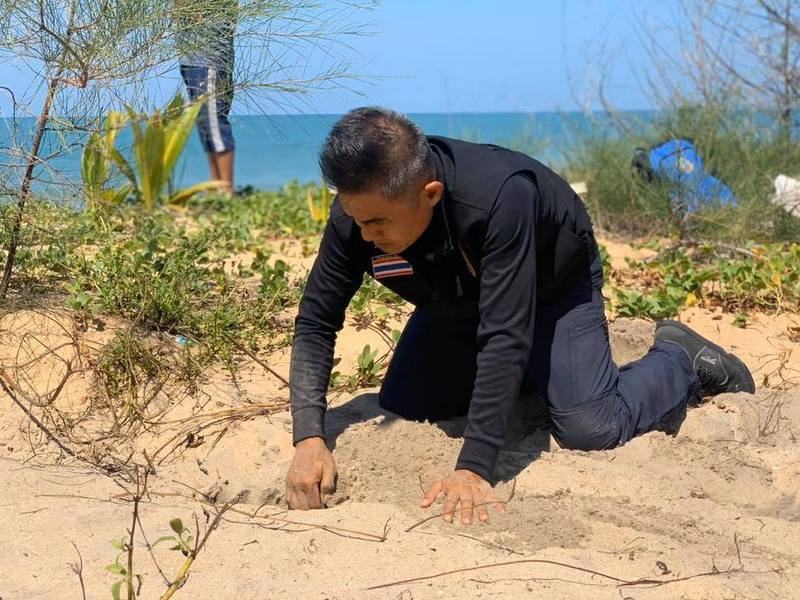 SEAFARERDIVERS's tweet photo. THAILAND (Phang-Nga - Environment) - TURTLE TRACKS FOUND, BUT NO TURTLE NEST ON KOH PHRA THONG
PHUKET: Marine experts and volunteers have failed to find a turtle nest on Koh Phra Thong after turtle tracks were found on a beach.
https://t.co/2dojpW7s7v https://t.co/UhNDSnN3XL