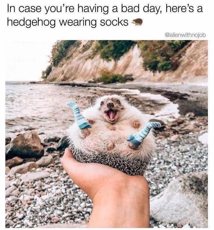 wkwearsolutions's tweet photo. Hope this puts a smile on your face! 😊 😊 

#mondayblues #smile #happyhedgehog #atlanticsolutions #workwearspecialist #personalisedworkwear #logo #workwear #uniform #ppe #embroidery #print https://t.co/60KlN5dCR2