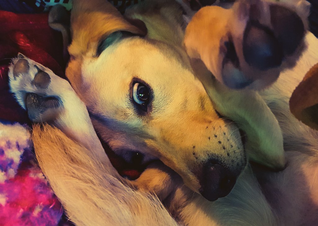 MKWPublishing's tweet photo. They are meant to fold themselves in half right?? 😬🤣🤣

#makingitweird #puppy #cute #labradoroftheday #labrador #thephotohour #photography https://t.co/O0c3v7k1dA